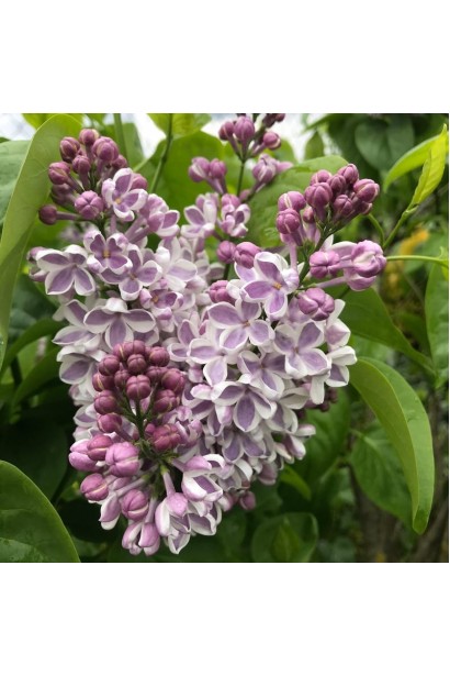 Бузок звичайний Ліла Вандер догляд